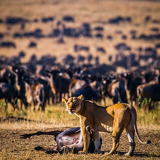 Serengeti National Park wildlife